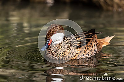 White-cheeked pintail, Anas bahamensis, also known as the Bahama pintail Stock Photo