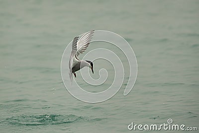 White-cheeked tern hovering Stock Photo