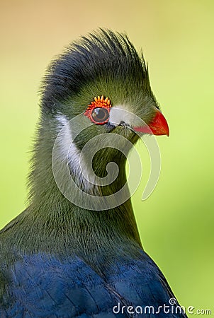 White-cheeked Turaco - Menelikornis leucotis, beautiful colored tropical bird Stock Photo