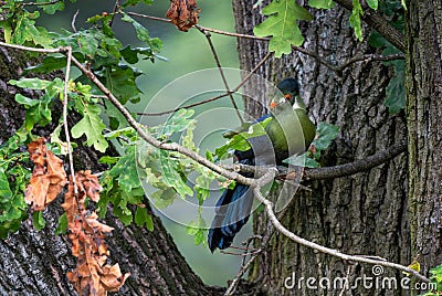 White-cheeked Turaco - Menelikornis leucotis, beautiful colored tropical bird Stock Photo