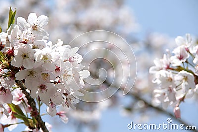 White cherry blossom Stock Photo