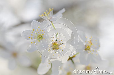 White cherry blossom macro Stock Photo