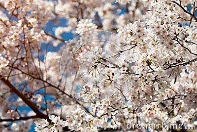 White Cherry blossom in Spring Season of Japan; Sakura blooming Stock Photo