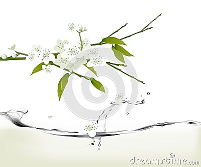 White cherry blossoms Stock Photo