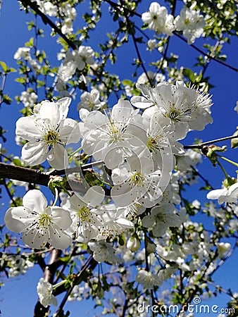 White cherry blossoms against a blue sky Stock Photo