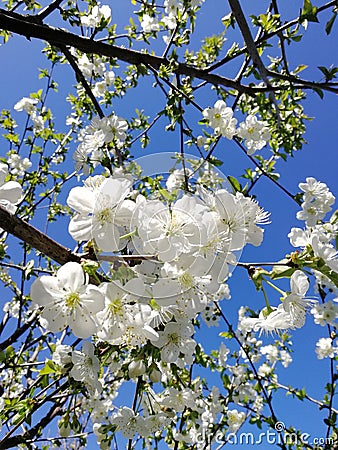 White cherry blossoms against a blue sky Stock Photo