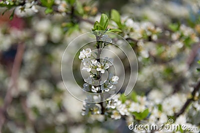White cherry flower twig, branch floral close up Stock Photo