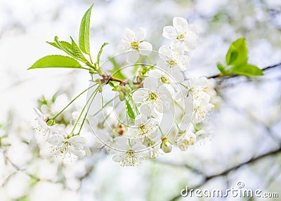 White cherry flowers Stock Photo