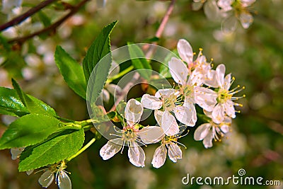 White cherry flowers on a branch. Stock Photo