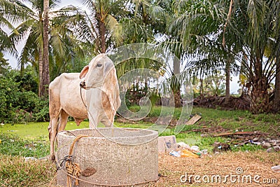 A white chesnut coloured calf standing on grass, face looking away with oil palm tree on background, near the lake Stock Photo