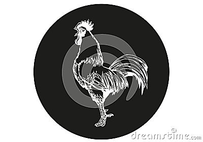 White chicken on black background Stock Photo