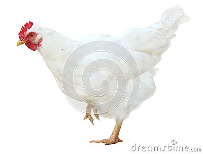 White chicken hen poultry isolated on white background. Stock Photo