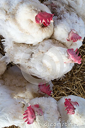 White chicken hens roosters -portrait- Stock Photo