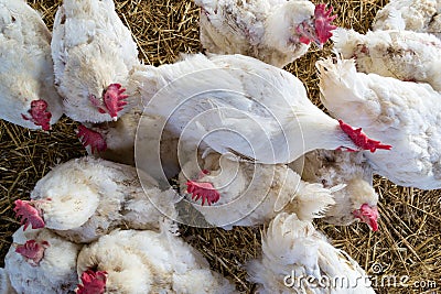 White chicken hens roosters Stock Photo