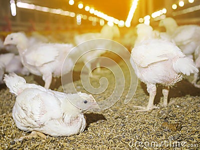 The white chucken in the agriculture business farming Stock Photo