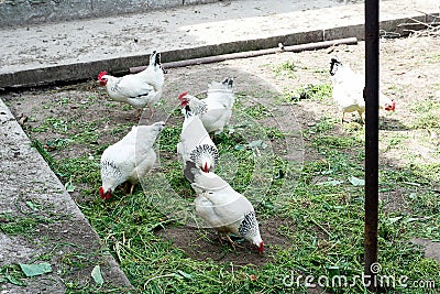 White chicken walking on the chicken coop in the spring. Agriculture. Ornithology. Poultry yard. Stock Photo