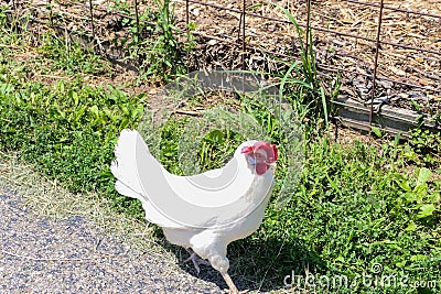 A white chicken walks along the fence Stock Photo