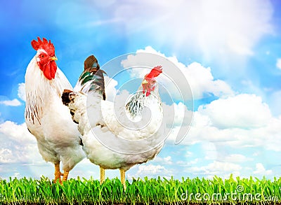 White chicken and white rooster standing on a green grass. Stock Photo