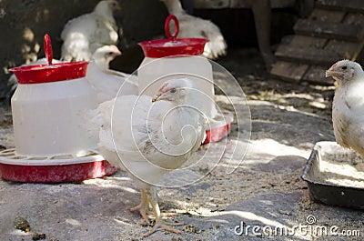 White chickens Stock Photo