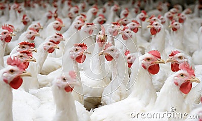 Indoors chicken farm, chicken feeding, farm for growing broiler chickens Stock Photo