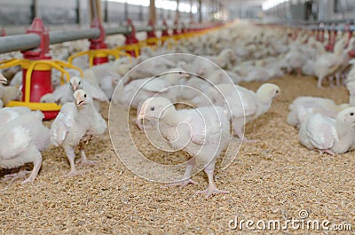 White chickens,Poultry farm. Stock Photo