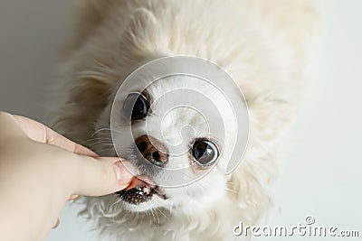 White chihua hua eats from hands. Close-up Stock Photo