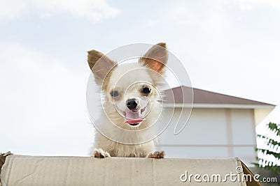 White chihuahua with skyl background Stock Photo