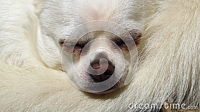 White chihuahua small dog rescue Stock Photo