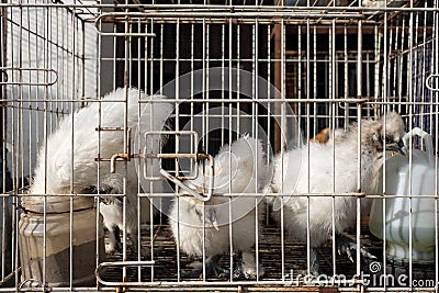 White chikens of special breed sitting in cage. Stock Photo