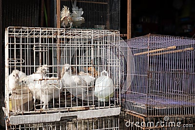 White chikens of special breed sitting in cage. Stock Photo