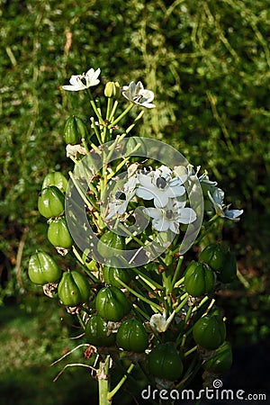 WHITE CHINCHERINCHEE FLOWERS WITH SEEDS ON STALKS Stock Photo