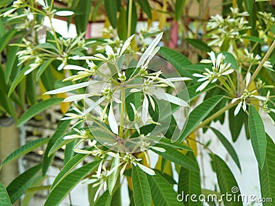 White Christmas flowers Stock Photo