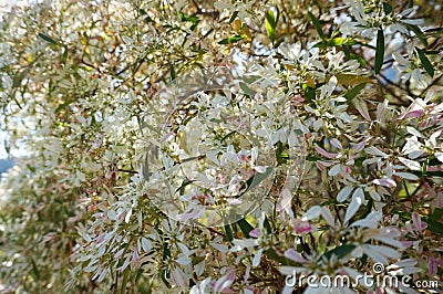 White Christmas flowers Stock Photo