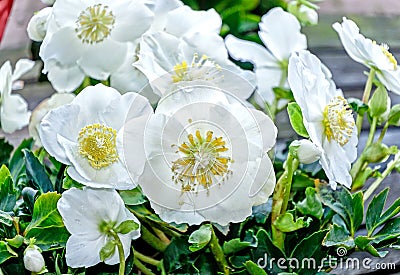 White Christmas rose Hellebores flowers Stock Photo