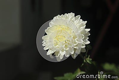 The White Chrysanth in morning Stock Photo