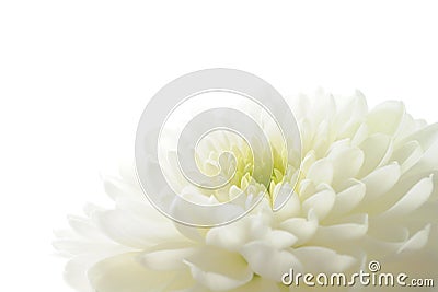 White chrysanthemum Stock Photo