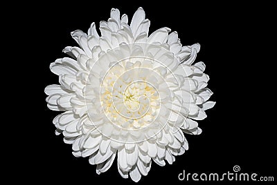 White chrysanthemum Stock Photo