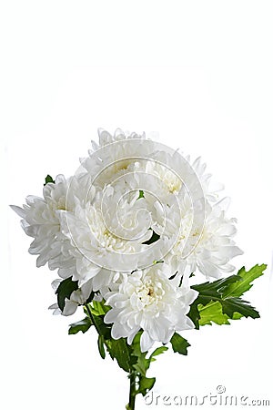 White chrysanthemum bush Stock Photo