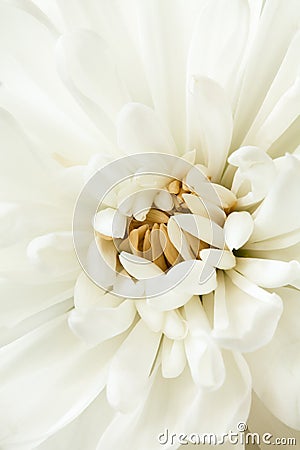 White chrysanthemum closeup Stock Photo