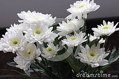 White Chrysanthemum Flower Stock Photo