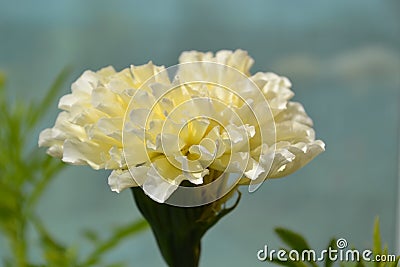 White chrysanthemum flower close up Stock Photo