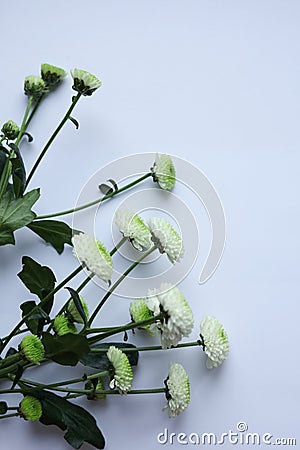 White chrysanthemum flowers on a white background. Copy space. Stock Photo