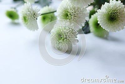 White chrysanthemum flowers on a white background. Copy space. Stock Photo