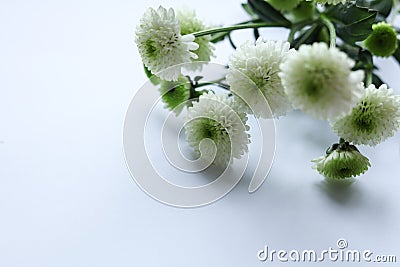 White chrysanthemum flowers on a white background. Copy space. Stock Photo