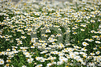 White chrysanthemum flowers Stock Photo