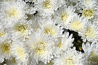 White chrysanthemum flowers Stock Photo