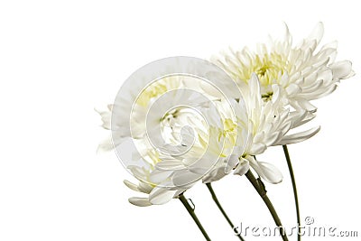 White Chrysanthemum Isolated Stock Photo