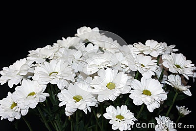 White chrysanthemums Stock Photo