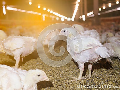 The white chucken in the agriculture business farming Stock Photo