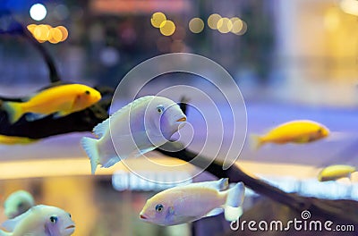 White cichlids fish. Home aquarium with exotic fish Stock Photo